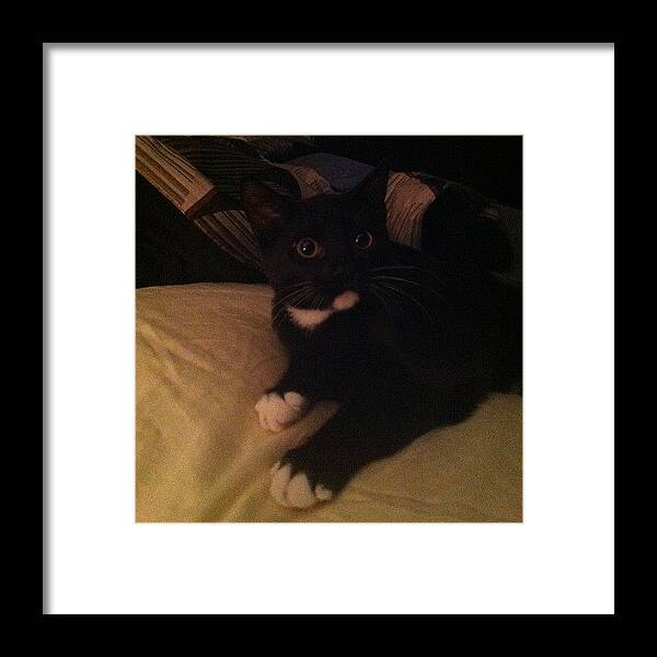 Petstagram Framed Print featuring the photograph The Cutest Face #cat #cats by Steven Griffin