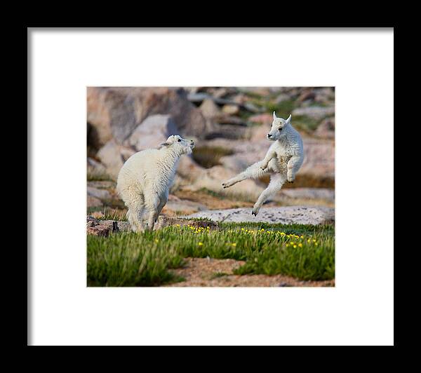 Baby Goat; Mountain Goat Baby; Dance; Dancing; Happy; Joy; Nature; Baby Goat; Mountain Goat Baby; Happy; Joy; Nature; Brothers Framed Print featuring the photograph The Dance of Joy by Jim Garrison