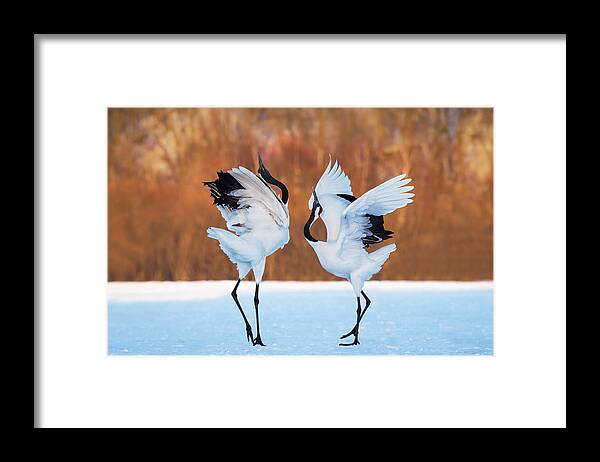 Kushiro Framed Print featuring the photograph The Dance Of Love by C. Mei
