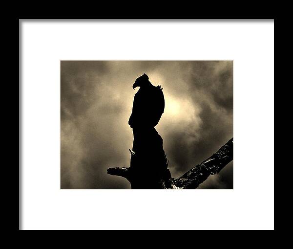 Eagle Framed Print featuring the photograph The Dark Knight by Bob Geary