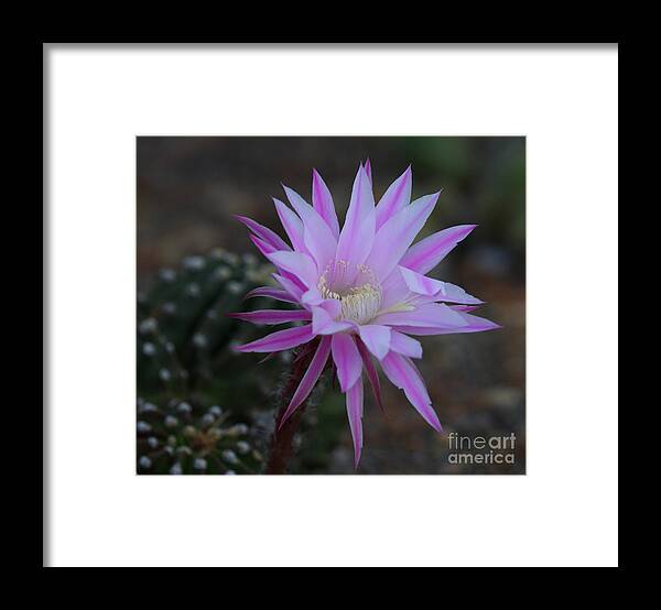 Cactus Flower Framed Print featuring the photograph The Desert Whispers Hello by Ruth Jolly