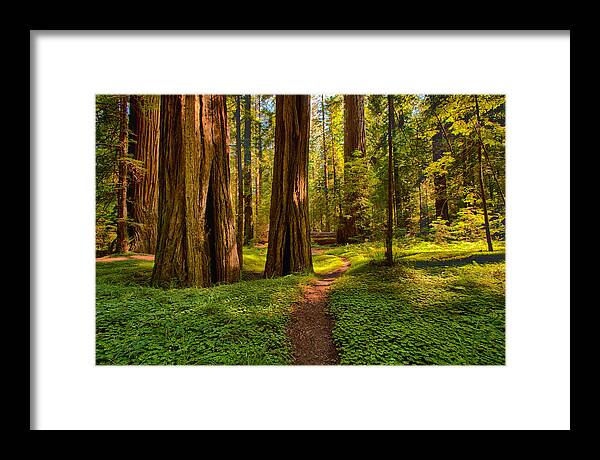 California Framed Print featuring the photograph The Destination - California Redwoods I by Dan Carmichael