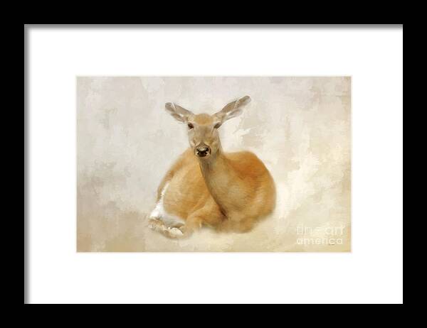 Nature Framed Print featuring the photograph The Doe by Tom York Images