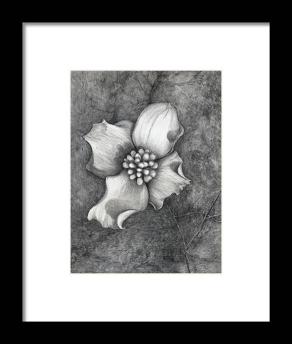 Dogwood Framed Print featuring the drawing The Dogwood by Tracie L Hawkins