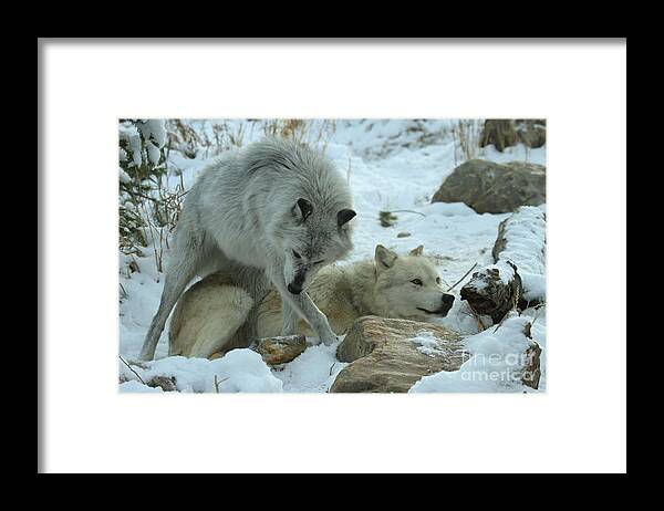 Gray Wolf Framed Print featuring the photograph The Dominatrix by Adam Jewell