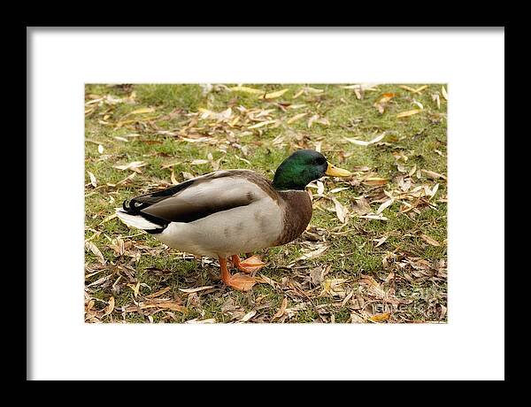Duck Framed Print featuring the digital art The Duck 3 by Leo Symon