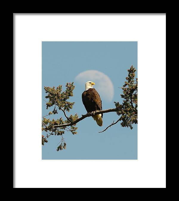 Bald Eagle Framed Print featuring the photograph The Eagle Has Landed by Jeff Cook