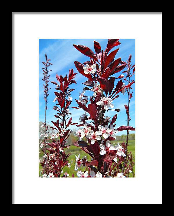 Shrubs Framed Print featuring the photograph The Essence of Spring by Randy Rosenberger