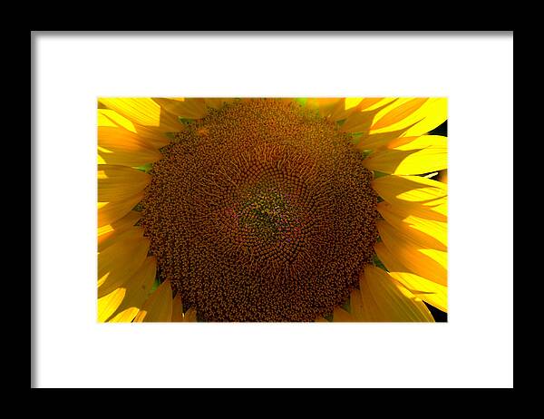 Sunflower Framed Print featuring the photograph The Eye 3 by Lyle Crump