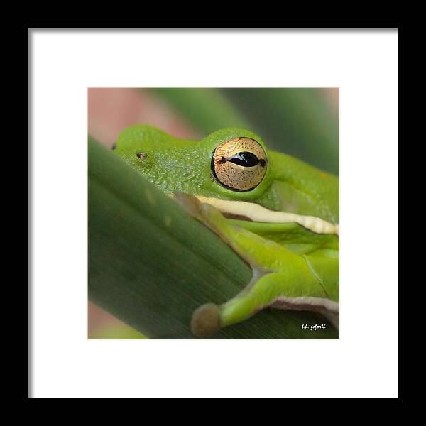 Frog Framed Print featuring the photograph The Eye Has It Squared by TK Goforth