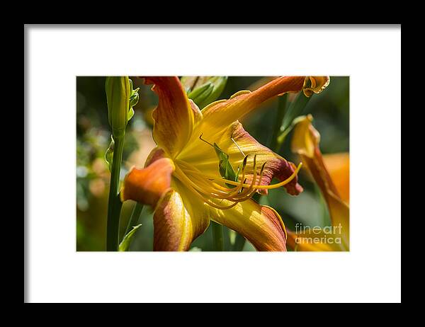 Great Green Brush Cricket Framed Print featuring the photograph The Eye Of A Cricket... by Dan Hefle