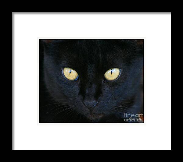 Fauna Framed Print featuring the photograph The Eyes Have It by Mariarosa Rockefeller