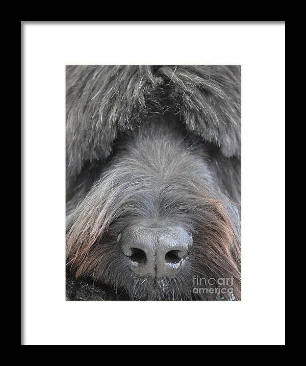 Dog Framed Print featuring the photograph The Face of a Briard by Vicki Spindler