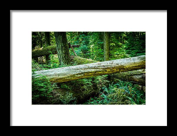 Old Growth Forest Framed Print featuring the photograph Support System Cathedral Grove by Roxy Hurtubise