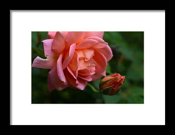 Rose Framed Print featuring the photograph The Fan Club by Wanda Brandon