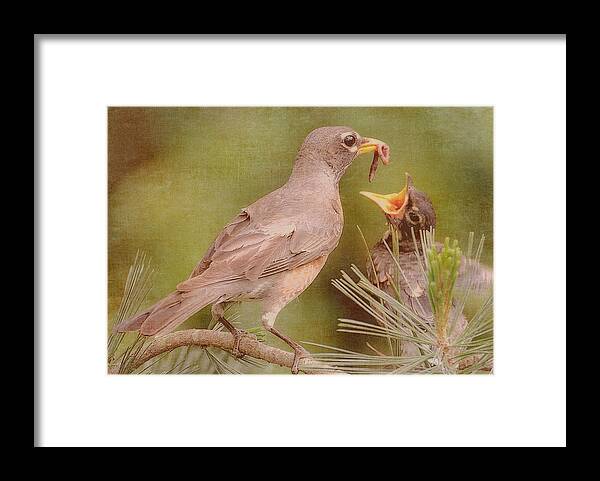 American Robin Framed Print featuring the photograph The Feeding by Michelle Ayn Potter