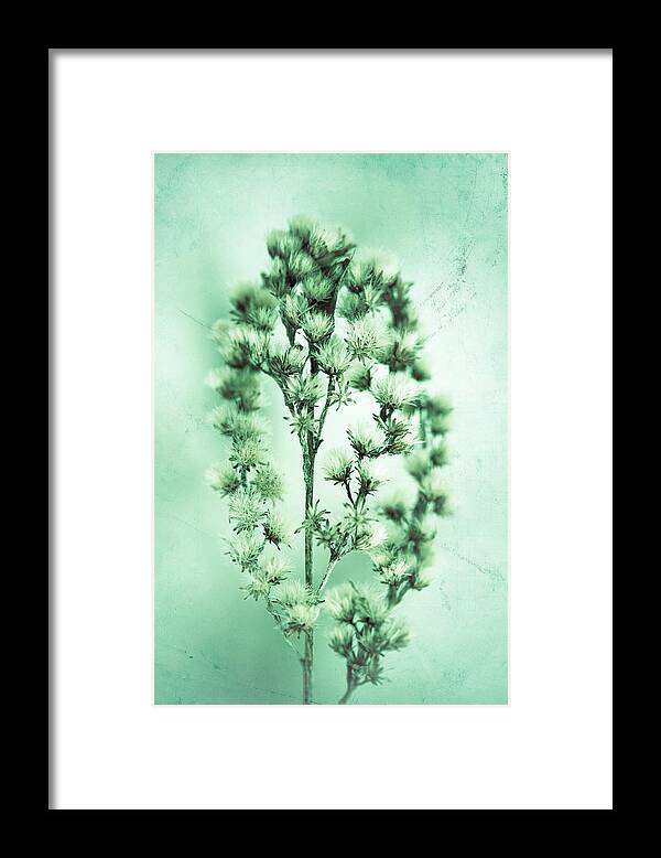 Plant Framed Print featuring the photograph The Feeling Only Grows Stronger by Shane Holsclaw