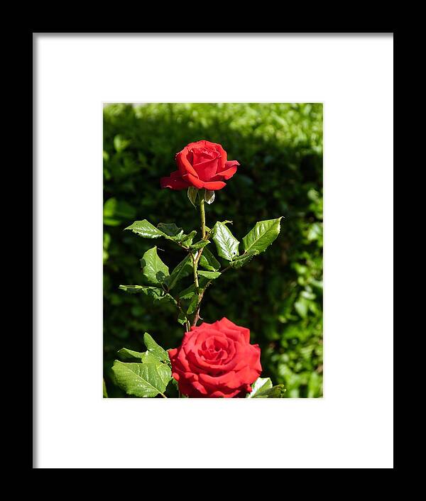 Flowers Framed Print featuring the photograph The first rose by Janina Suuronen