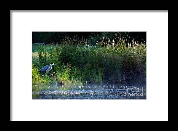 Birds Framed Print featuring the photograph The Fisherman by Julia Hassett