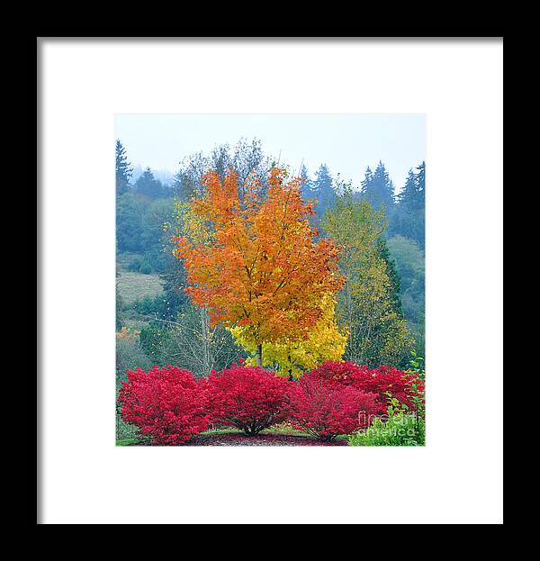 Autumn Framed Print featuring the photograph The Flame by Kirt Tisdale