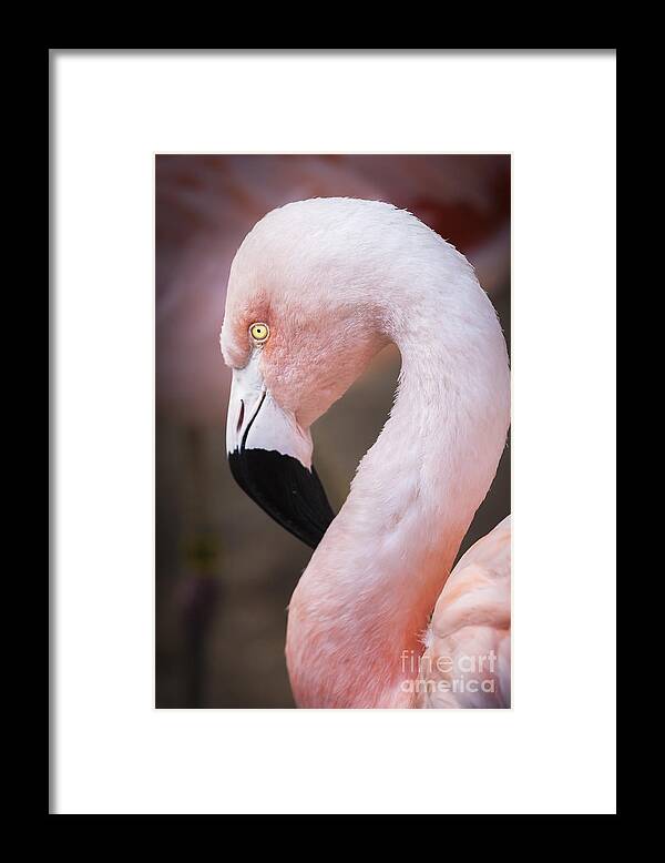 Pink Flamingo Art Framed Print featuring the photograph Pink Flamingo Art by David Millenheft