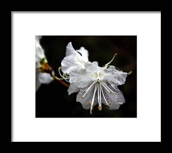 Flower Framed Print featuring the photograph The Flower by Tim Buisman