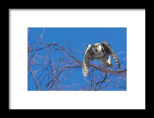 Northern Hawk Owl Framed Print featuring the photograph The flying Northern Hawk Owl by Torbjorn Swenelius