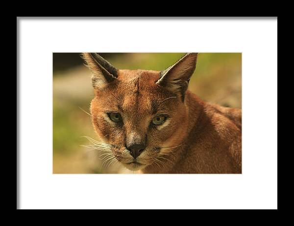 Caracal Framed Print featuring the photograph The Focus of a Caracal by Laddie Halupa