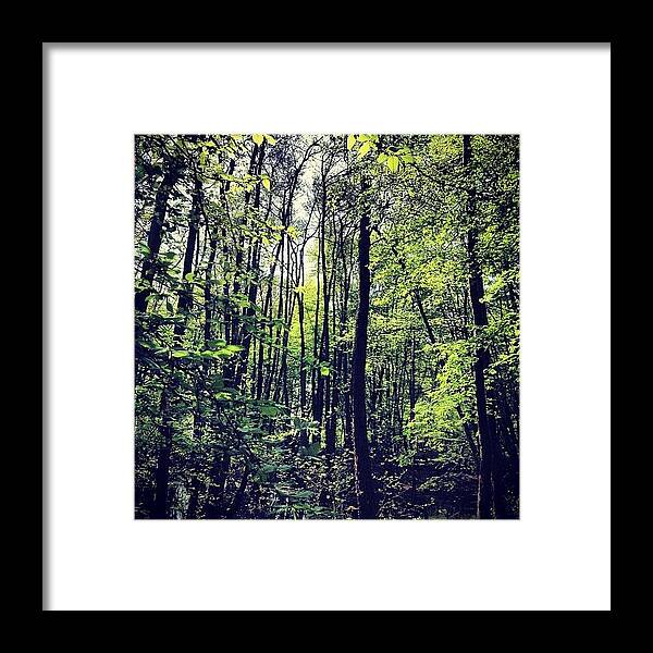 Nature Framed Print featuring the photograph The Forest by Nic Squirrell