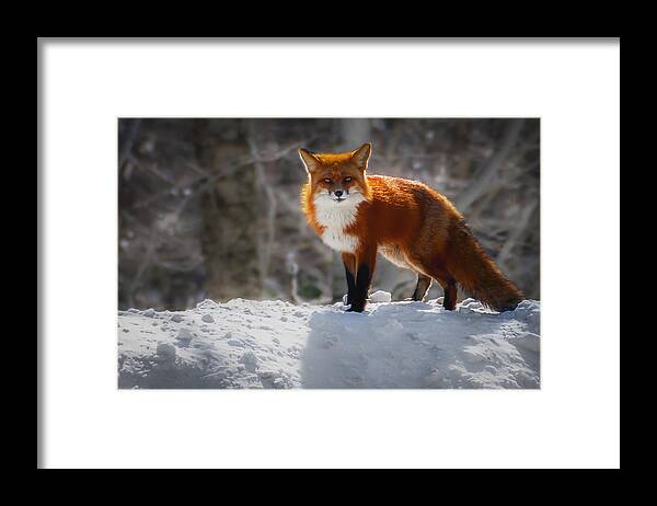 New England Framed Print featuring the photograph The Fox 4 by Thomas Lavoie