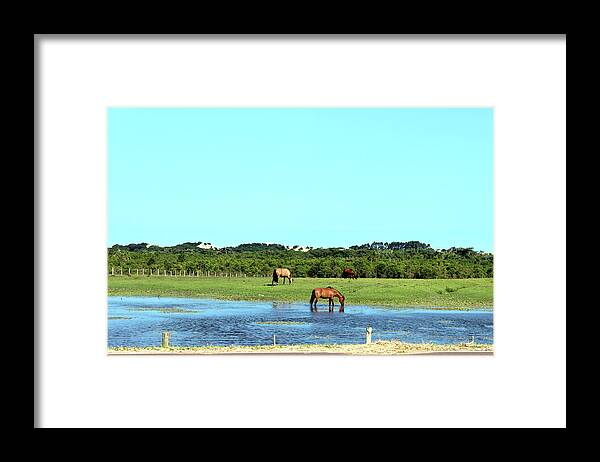 Horse Framed Print featuring the photograph The Freshly Baked Pasture Water - Rio by Lelia Valduga