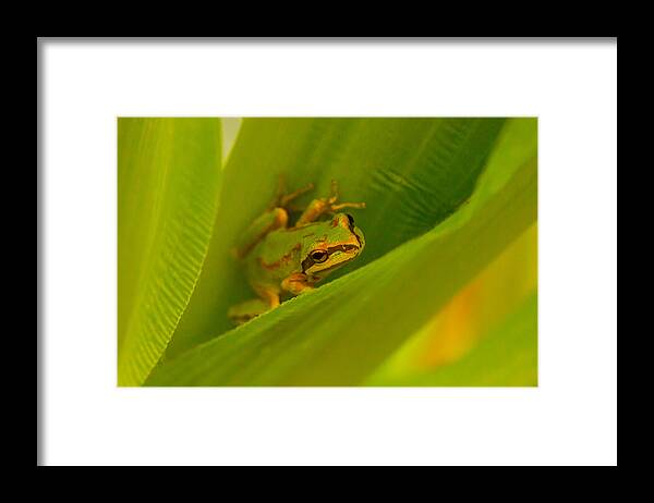 Frog Framed Print featuring the photograph The Frog by Dennis Bucklin