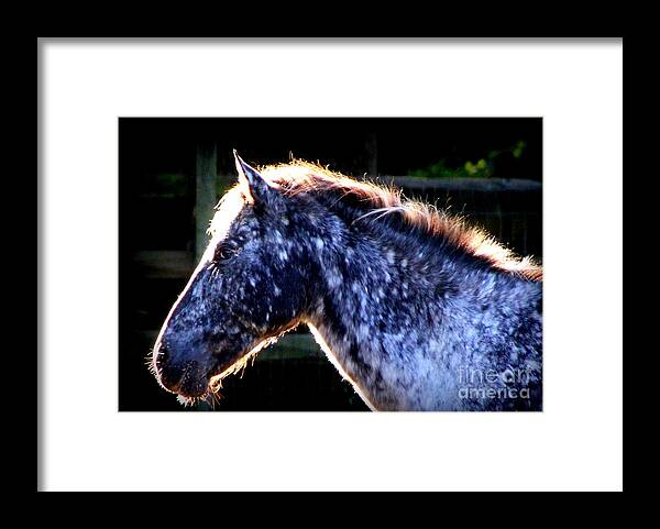 Horse Framed Print featuring the photograph The Galaxy by Rabiah Seminole