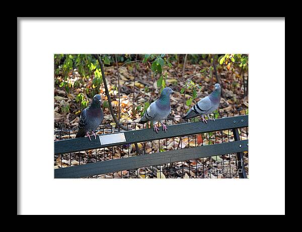 Birds Framed Print featuring the photograph The Gals Chat While Harry Sulks by Rory Siegel