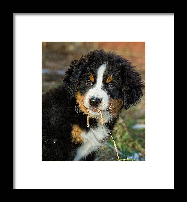 Bernese Mountain Dog Framed Print featuring the photograph The Gardener by Jim Zablotny