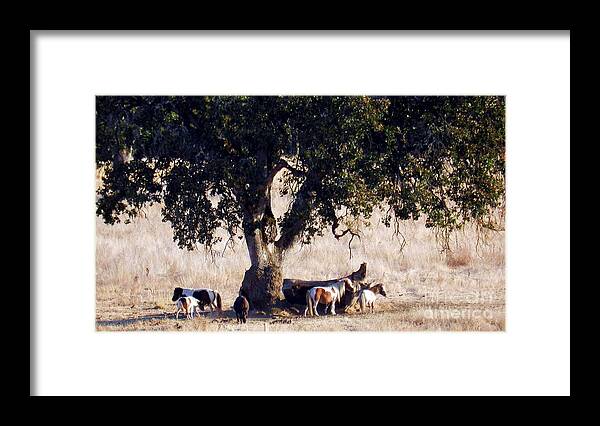 Landscape Framed Print featuring the photograph The Gathering Tree by Julia Hassett