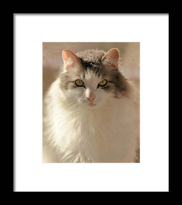 Cat Framed Print featuring the photograph The Gaze by Liz Mackney