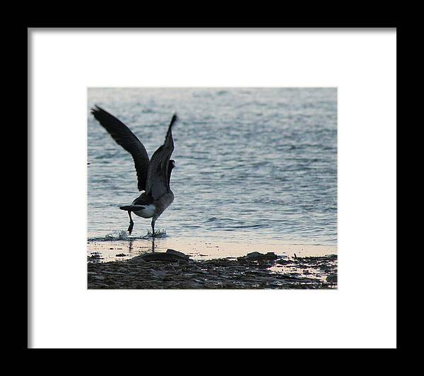 Goose Framed Print featuring the photograph The Getaway by Rhonda Humphreys