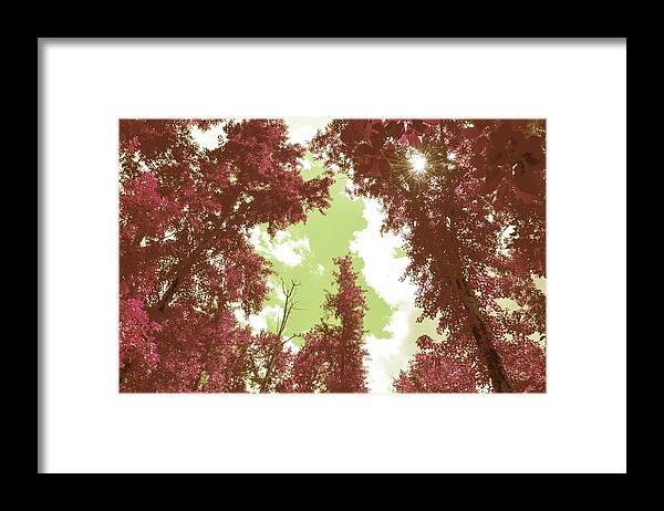 Pink Trees Framed Print featuring the photograph The Glimpse Sublime by Laureen Murtha Menzl