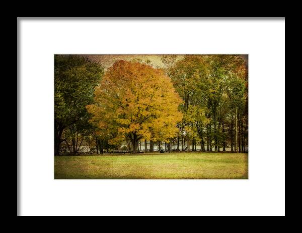 Trees Framed Print featuring the photograph The Golden One by Cathy Kovarik