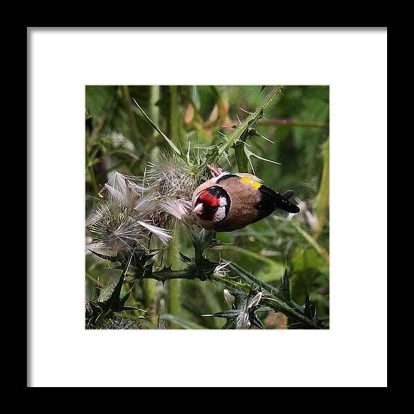 Natures_hub Framed Print featuring the photograph The #goldfinches Are Enjoying The by Miss Wilkinson