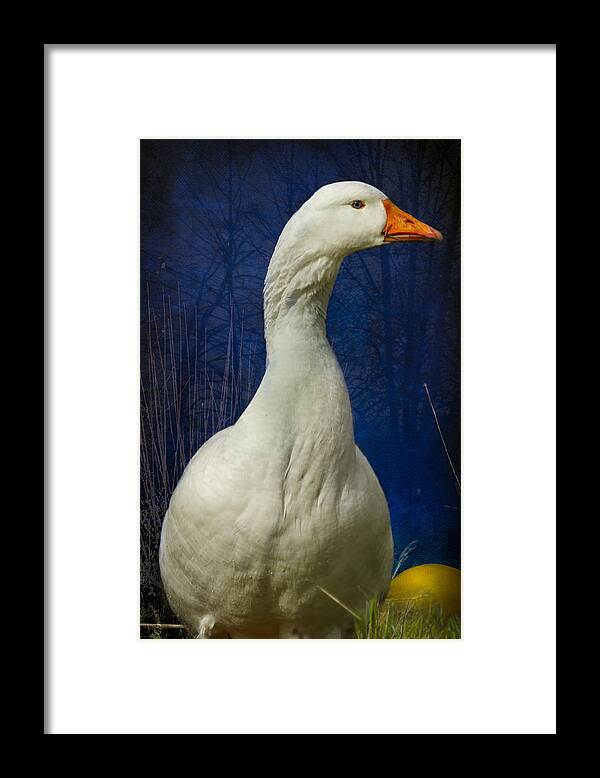 Goose Framed Print featuring the photograph The Goose that Laid the Golden Egg by Belinda Greb