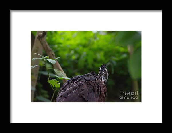 Michelle Meenawong Framed Print featuring the photograph The Great Curassow 2 by Michelle Meenawong