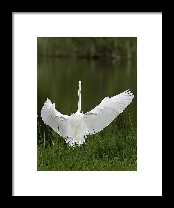 Great Egret Framed Print featuring the photograph The Great Egret 2 by Thomas Young