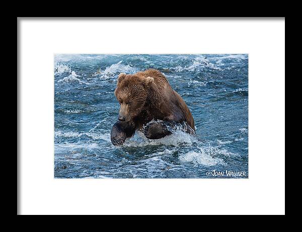 Alaska Framed Print featuring the photograph The grizzly plunge by Joan Wallner