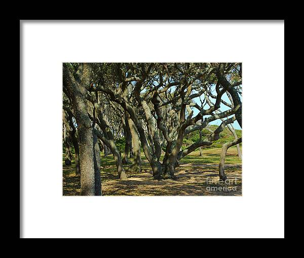 Brown Framed Print featuring the photograph The Grove At Fort Fisher by Bob Sample