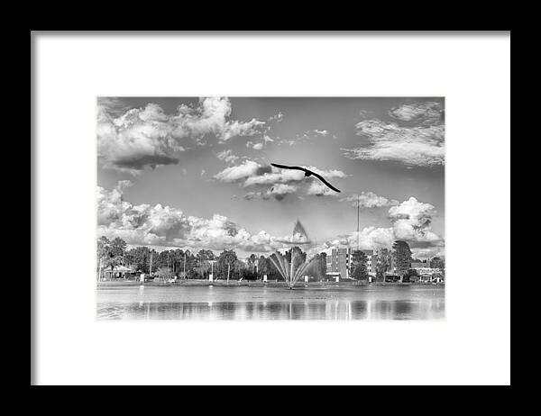 Nature Framed Print featuring the photograph The Gull by Howard Salmon