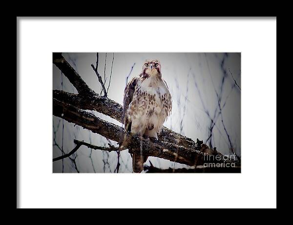 Hawk Framed Print featuring the photograph The Hawk by Jim Lepard