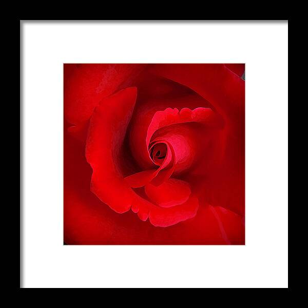 Rose Framed Print featuring the photograph The Heart of the Rose by CarolLMiller Photography