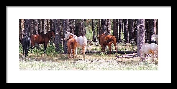 Horses Framed Print featuring the photograph The Herd by Pamela Walrath